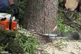 Leaf Removal in Shrewsbury, NJ