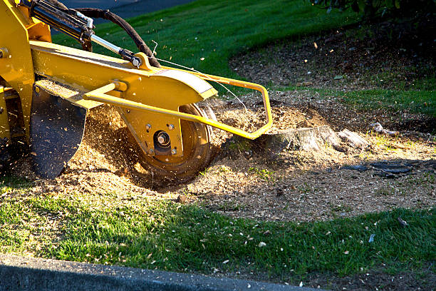 How Our Tree Care Process Works  in  Shrewsbury, NJ