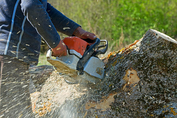 Shrewsbury, NJ Tree Care Services Company